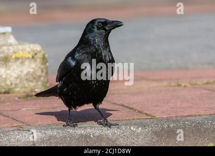 Carrion crow (Corvus corone, Corvus corone corone), standing on the edge of a pavement in urban environment, Netherlands, Leiden Stock Photo