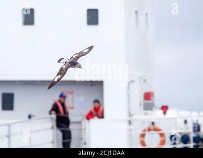 Pintado petrel, Antarctic cape petrel, Cape petrel (Daption capense australe, Daption australe), flying in front of expedition cruise ship, New Stock Photo