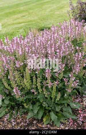 meadow clary, meadow sage (Salvia pratensis 'Fashionista Ballerina Pink', Salvia pratensis Fashionista Ballerina Pink), blooming, cultivar Stock Photo
