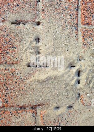damage on a pavement by ants, Germany Stock Photo