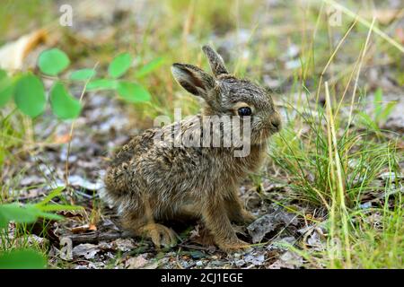 European hare, Brown hare (Lepus europaeus), little young hare sits on the ground, Germany, Saxony Stock Photo
