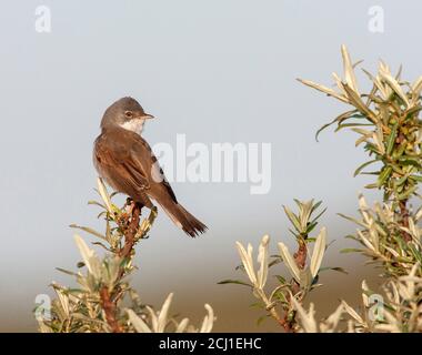 whitethroat (Sylvia communis), perched in top of a bush in coastal dunes, Netherlands, South Holland Stock Photo