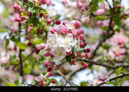 Ornamental apple tree (Malus 'Butterball', Malus Butterball), blooming branch of cultivar Butterball Stock Photo