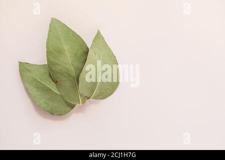Simple flat lay image featuring three gum leaves on a cream-colored background Stock Photo