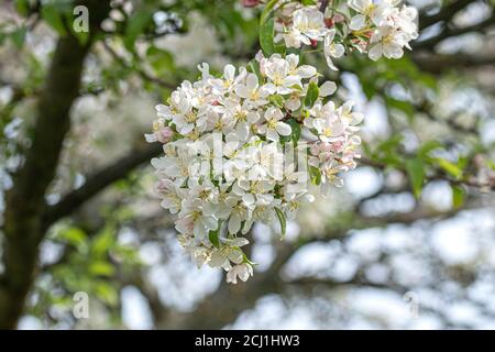ornamental apple tree (Malus toringo var. arborescens, Malus arborescens), blooming branch Stock Photo