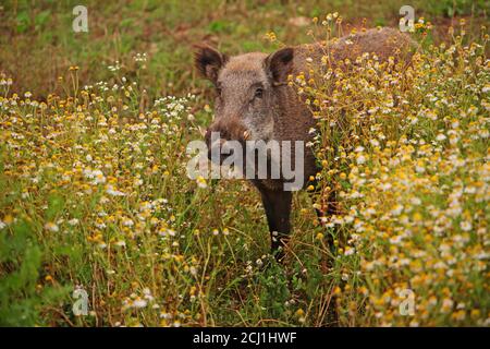 wild boar, pig, wild boar (Sus scrofa), tusker on fallow ground with chamomiles, Germany Stock Photo