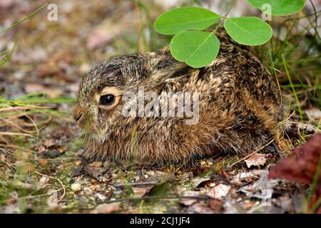 European hare, Brown hare (Lepus europaeus), little young hare ducked on the ground, Germany, Saxony Stock Photo