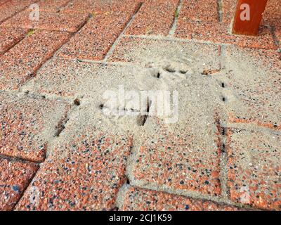 damage on a pavement by ants, Germany Stock Photo