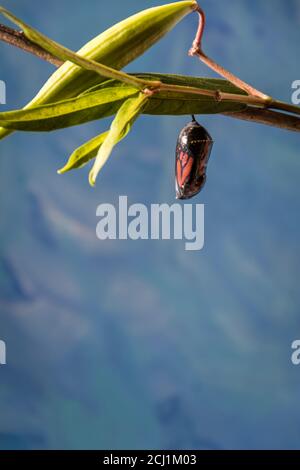 Monarch Trinity, Danaus plexippuson, Caterpillar, Chrysalis,clear stage on swamp milkweed blue background Stock Photo