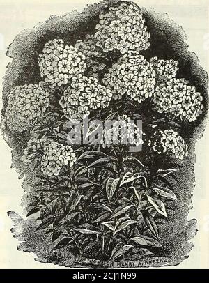 . Dreer's autumn 1904 catalogue . urge). Umbels of white flowers; June to August; 18 in.Gaillardia GrandiHora (Blanket Floxver). One of the showiest hardy perennials, blooming throughout the entire season; large, gorgeous flowers of crimson and gold ; 2 ft.Geranium Sanguinetim {Cranes Bill). Bi-ight crimson flowers all summer; 18 inches. Sanguineum Album. Pure white.Glechoma, or Nepeta ( Variegated Groundsel, or Ground Tin/). A valuable variegated creeper for rockery. 10 cts. each; $1.00 per doz.Gypsophila Paniculata (Jiabys Breath). Large panicles of minute white flowers in August and Septemb Stock Photo