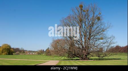 Burghley House Garden and Park with Champion 'Queen Elizabeth' Lime Stock Photo