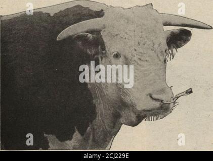 Scotch Cattle Breeds Aberdeen Angus Bull Galloway Ayrshire Cow Highland 1910 Stock Photo Alamy