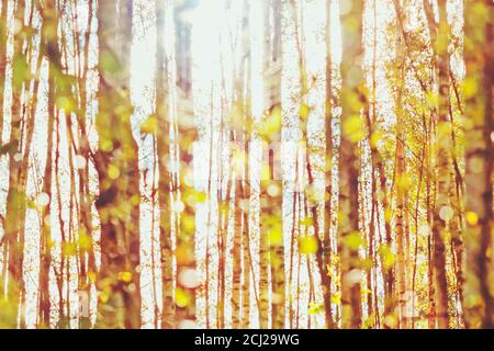 autumn sun shining through birch grove - blurry autumnal bokeh background Stock Photo