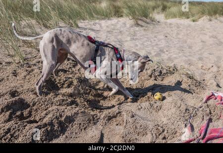 Pet whippet playing on a sandy beach with a rubber ball. Stock Photo