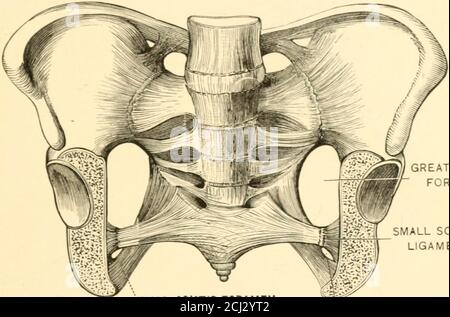 . The science and art of midwifery . Fig. 76. Pronl riewof pelvis, with ligaments. (Quain.) MF.CIIAXISM OF LABOR. 147 following help to close in the pelvis. Across the obturator foramen isstretched a fibrous Beptum, complete excepl where a small opening isKit for the passage of the nerve and vessels. The great Bacro-sciatic ligament extends partly from the lower bor-der of the sacroiliac articulation, and partly from the lower border of. GREAT SCIATICFORAMEN. ALL SCIATICLIGAMENT. SMALL SCIATIC FORAMEN. ^EAT SCIATIC LIGAMENT. Fig. 70.—Transverse section through pelvis, to show the sacro-sciatic Stock Photo