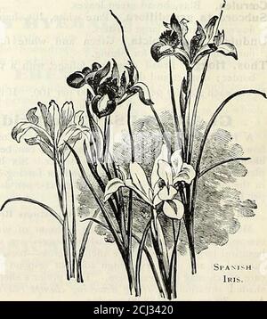 . Dreer's autumn 1904 catalogue . wing 2 to 3 feet high, with clean, grass-likefoliage and violet-blue flowers. 15 cts. each; §1.50 per doz.MOURNING IRIS (I.Susiana). In that wonderful combination of form and coloring of the rare sweetflower we call the Iris (the eye of heaven) there is none so peculiarlybeautiful as Susiana. It stands out in ii;s own right as the grandest cf allspecies. The groundwork of the flower is silvery gray, so mottled andveined and lined with dark chocolate and black as to leave one underthe impression that it is only a silver lining showing through. It isperfectly ha Stock Photo