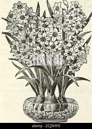 . Dreer's autumn 1904 catalogue . Japanese Imari Lily Bowls,. Chinksk Salkku XaK( IS.iU; Narcissus Paper White Gkandiflora. Narcissus in Mixture. For planting among shiubbery, in un-used corners, or for naturalizing in grass,where they may remain undisturbed foryears, these are, without doubt, one ofthe best hardy bulbs, coming into bloomearly and supplying an unfailing sourceof cut flowers. Both the single anddouble sorts deserve extensive plantingin every garden. (See cut on page 13.)Single Varieties. Mixture does not contain the very cheapest sorts, andwill be foun.l very fine. 15 cts. per Stock Photo