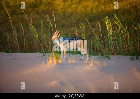 Black-backed jackal (Canis mesomelas) along Namibia's desolate Skeleton Coast Stock Photo