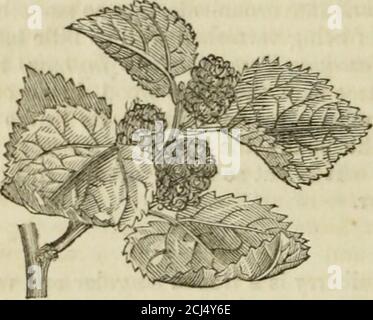 . A description and history of vegetable substances, used in the arts, and in domestic economy . species. Of the mulberry (Morns) there are many species;and though none of them are natives of England, orprobably of Europe, some are sufficiently hardy tothrive in most, and bear fruit in many, parts of Britain.The white mulberry (Morus alba) is rather a deli-cate tree, though it grows very well in Spain, Italy,and the south of France. The berries of it are light-coloured and insipid. The black mulberry (Morus nigra) is a larger andmore hardy tree ; the fruit is a blackish red, and hasmuch more t Stock Photo