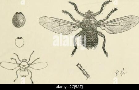 . A manual of injurious insects with methods of prevention and remedy for their attacks to food crops, forest trees, and fruit. To which is appended a short introduction to entomology . 2 1 3 J, Ox.Waible^^Fly ; 2, maggot; 3, chrysalis.. Ostrich Fly (Ilijipoiosca stnithionis) and egg-like pupa-case, nat.sizc and mag.;foot and claw magnified. In the family of the Ilippoboscidaj, of which some areknown as Forest-flics, the insect passes the larval stage and â¢ The maggotB of two kinds of Flies {KniitaliH and IlelophiUu) arc peculiarfor possessing seven pairs of what may bu called a kind of claw- Stock Photo