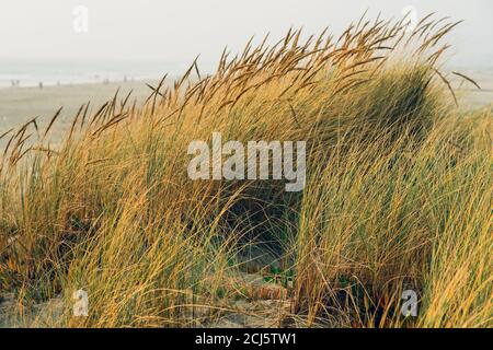 Sand dunes and native plants on the beach, California Stock Photo