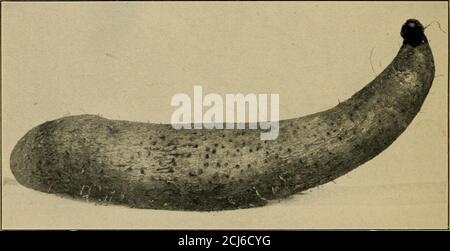 . Yam culture in Porto Rico . Fig. I.—Specimens of Yam (Dioscorea alata), S. P. I. No. 31919.. Fig. 2.—Specimen of Yam (Dioscorea alata), S. P. I. No. 34861. YAM CULTURE IX PORTO RICO. 21 and more even-grained than the water yams and not less so thanthe roots of the White Guinea, Potato yam, or Congo varieties. Itis rich yellow and of good texture when cooked. The flavor is pleas-ant and compares favorably in richness with the best yams. Thevines of this variety are round, small, and very strong, and make amoderately vigorous growth. Unlike most varieties, this varietymakes a slow growth throu Stock Photo