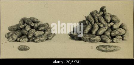 . Yam culture in Porto Rico . Fig. I.—Hill of Potato Yams; Weight, 12.5 Pounds.. Fig. 2.-Potato Yams; Large Versus Small Seed Tubers. Pile on Right,Seed Weighed 135 Grams; On Left, 45 Grams. YAM CULTURE IX PORTO RICO. 13 future planting. One-half pound seed pieces develop fewer roots,and seed pieces weighing one-fourth pound or less seldom yieldmore than one yam per hill. POTATO. A small rooted variety (PL II, fig. 1) resembling an Irish potatoand introduced from Africa a few years ago has been distributed tomany parts of the island. This variety is known in Porto Rico asthe Potato yam. In som Stock Photo