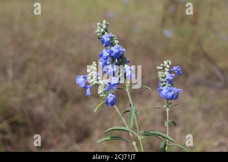 Three clusters of wild blue sage, a threatened species in Illinois, in Morton Grove Stock Photo