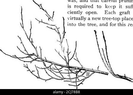 . The nursery-book; a complete guide to the multiplication of plants . TOP-GRAFTING OLD TREES. 125 should not be grafted, for it is the habit of grafts to growupright rather than horizontal in the direction of thebranch; and it is well to split all stubs on such brancheshorizontally, that one cion may not stand directly underanother. The habit of growth of the cion is well shownin Fig. 129. This illustrates the form and direction of theoriginal branch, and also the direction which the yearlinggrafts have taken. It is evident, therefore, that a top-graftedtree is narrower and denser in top than Stock Photo