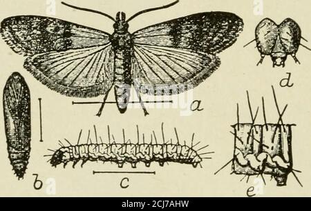 . The book of corn; a complete treatise upon the culture, marketing and uses of maize in America and elsewhere, for farmers, dealers, manufacturers and others--a comprehensive manual upon the production, sale, use and commerce of the world's greatest crop . The Indian meal moth has a wide distribution anddoes not confine its attacks to grains and farinaceousproducts, but feeds on seeds and various kinds of nuts,dried fruits, roots and herbs. It is an all-round nui-sance in granaries, stores, and in houses. The mothsare quite active and are easily disturbed. They maybe seen flying about a grana Stock Photo