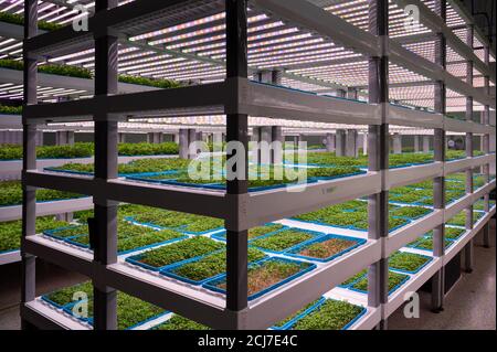 Wilmington, United States. 14th Sep, 2020. A view of the plants growing in an indoor hydroponic chemical- and pesticide-free vertical farm at Second Chances Farms. Credit: SOPA Images Limited/Alamy Live News Stock Photo
