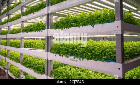 Wilmington, United States. 14th Sep, 2020. A view of the plants growing in an indoor hydroponic chemical- and pesticide-free vertical farm at Second Chances Farms. Credit: SOPA Images Limited/Alamy Live News Stock Photo