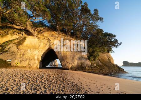 Over-hanging trees and shadows on rock wall with calm sea at sunrise on Cathedral Cove, Coromandel Peninsula New Zealand. Stock Photo