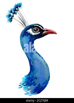 Beautiful Handdrawn Peacock bird consist many details. Stock Illustration  by ©Freire #120711924