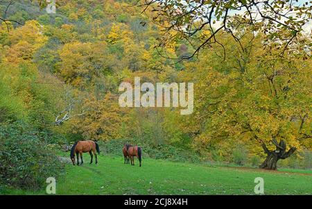 A group of horses in the autumn forest in the wild mountains of Armenia. Stock Photo