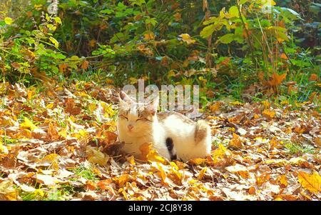 The white cat is taking a sunbath in autumn leaves Stock Photo
