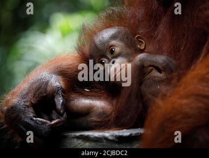 A baby orangutan looks on as it rests in its mother's arms at the Singapore Zoo October 19, 2017. REUTERS/Edgar Su
