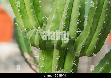 close up of big mexico cactus with sharp thorns. Stock Photo