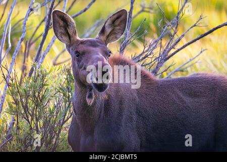 A female moose poses for the camera in Rocky Mountain National Park. Stock Photo