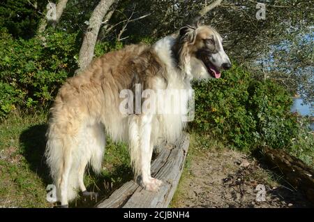 Full body side view of brindle borzoi dog standing in natural ambients. Stock Photo