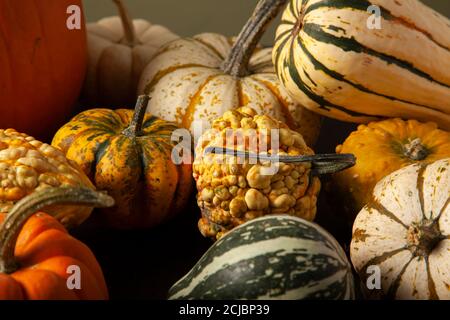 photo of a variety of pumpkins, squashes and gourds randomly spread over black background. An ideal image for fall harvest, halloween, thanks giving t Stock Photo