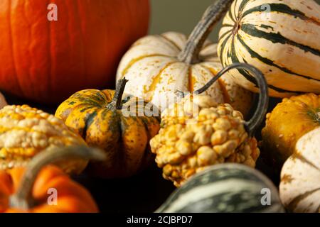 photo of a variety of pumpkins, squashes and gourds randomly spread over black background. An ideal image for fall harvest, halloween, thanks giving t Stock Photo