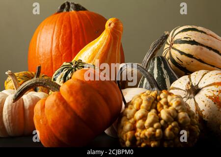 photo of a variety of pumpkins, squashes and gourds randomly spread over black background. An ideal image for fall harvest, halloween, thanks giving t Stock Photo