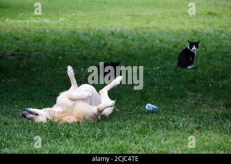 A Stray Dog is lying down on green grass in a funny way and two cats are watching it Stock Photo
