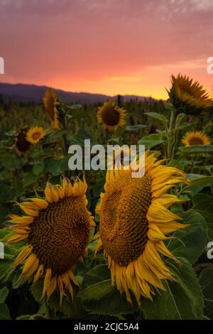 A Sunflower Field at Sunset, Northern California, USA Stock Photo - Alamy