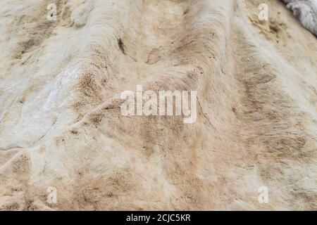 deer skin background texture, seamless pattern for design Stock Photo