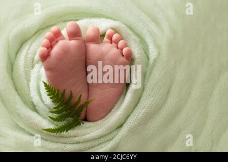 foot of the newborn baby. copy space, green background, Summer concept. fern. Selective focus Stock Photo