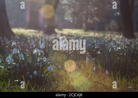 Snowdrops (Galanthus nivalis) growing in the wood caught by the early morning sun at Lynford arboretum, Thetford, Norfolk Stock Photo