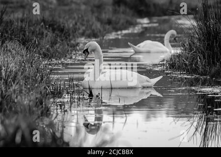 Black and white photo of a pair of swans swimming at dusk Stock Photo