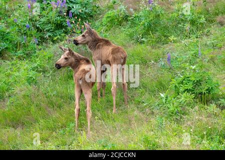 Two Moose calves in the wilderness of northern Norway Stock Photo